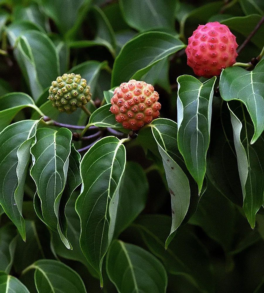Chinese Dogwood (Cornus Kousa Var. Chinensis) — consider incorporating the Chinese Dogwood; chinensis) is a graceful, small deciduous tree reaching, image 67