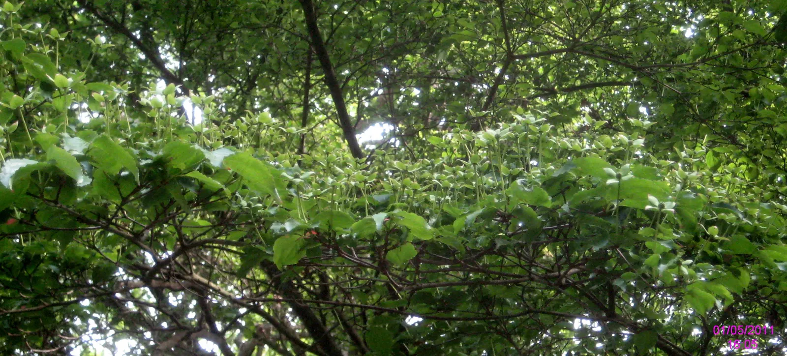 Chinese Dogwood (Cornus Kousa Var. Chinensis) — white flowers in the garden