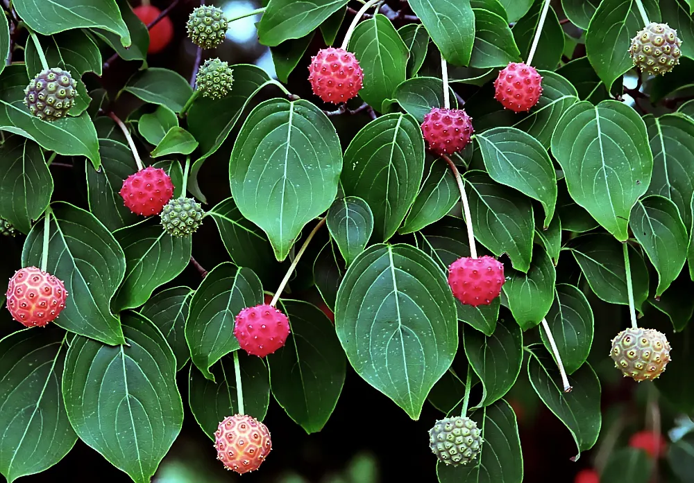 Chinese Dogwood (Cornus Kousa Var. Chinensis) — four-petaled and creamy white initially, image 73