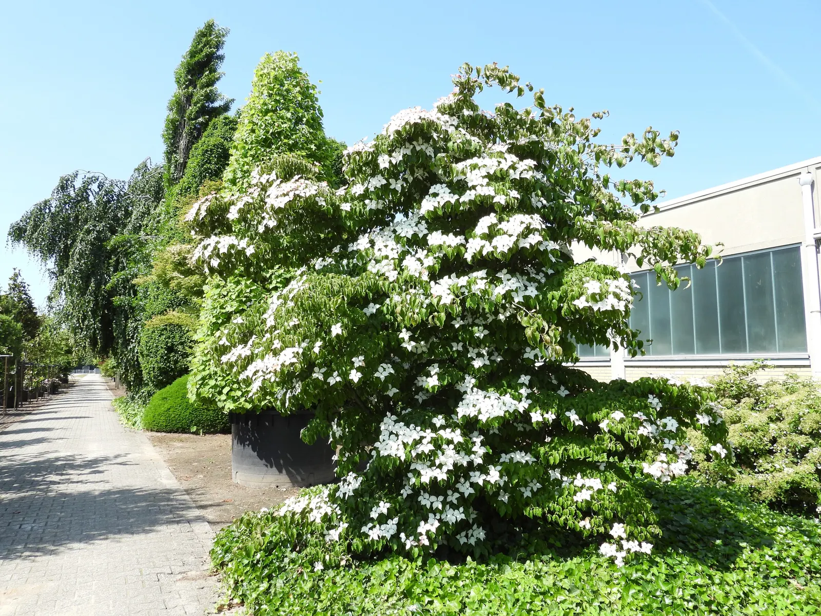 Chinese Dogwood (Cornus Kousa Var. Chinensis) — preferring partial shade to full sun and well-drained soil with consistent moisture; it is also, image 78