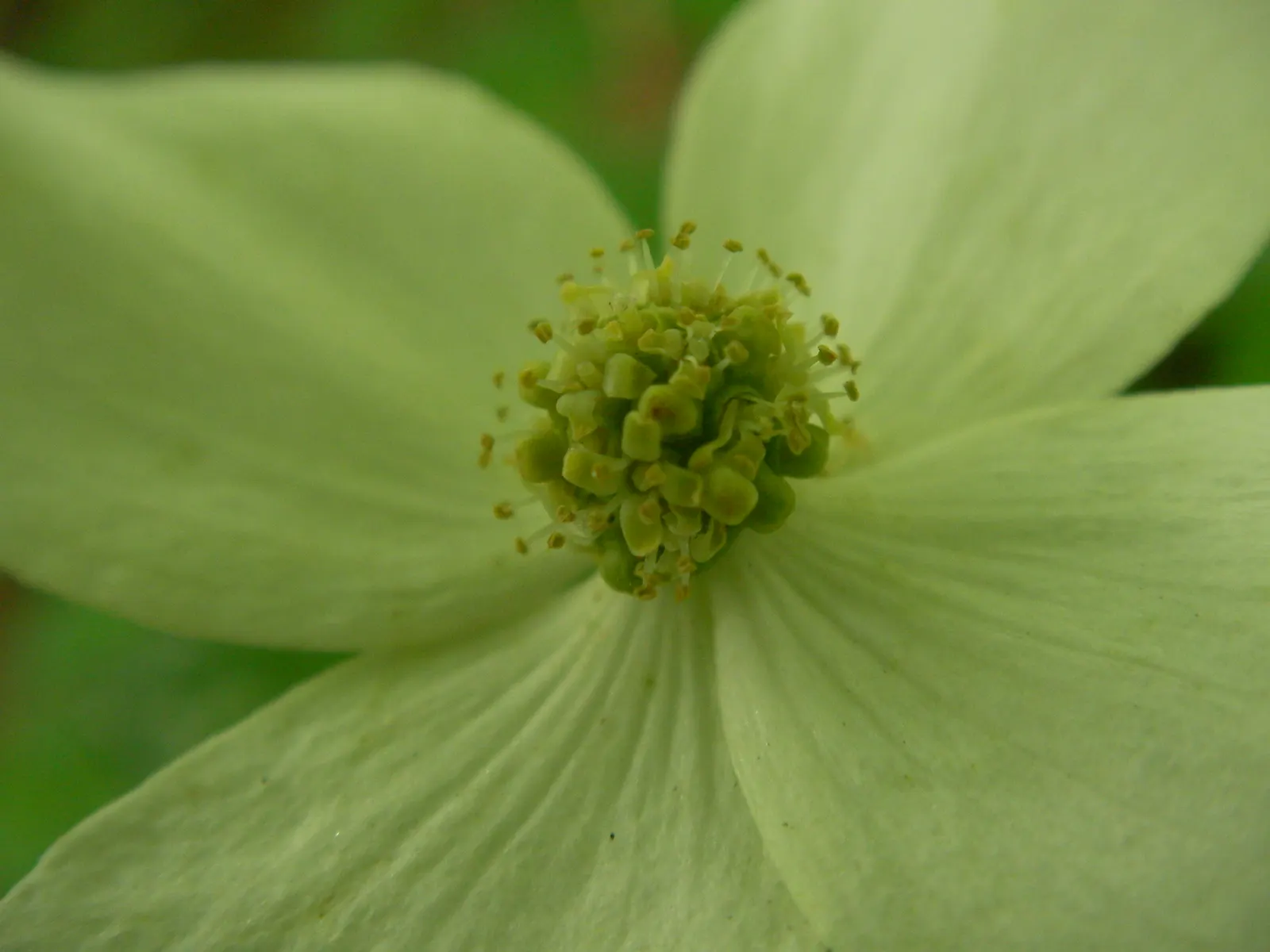 Chinese Dogwood (Cornus Kousa Var. Chinensis) — deciduous tree is celebrated for its multi-seasonal interest; maturing to a subtle shade of pink, image 127