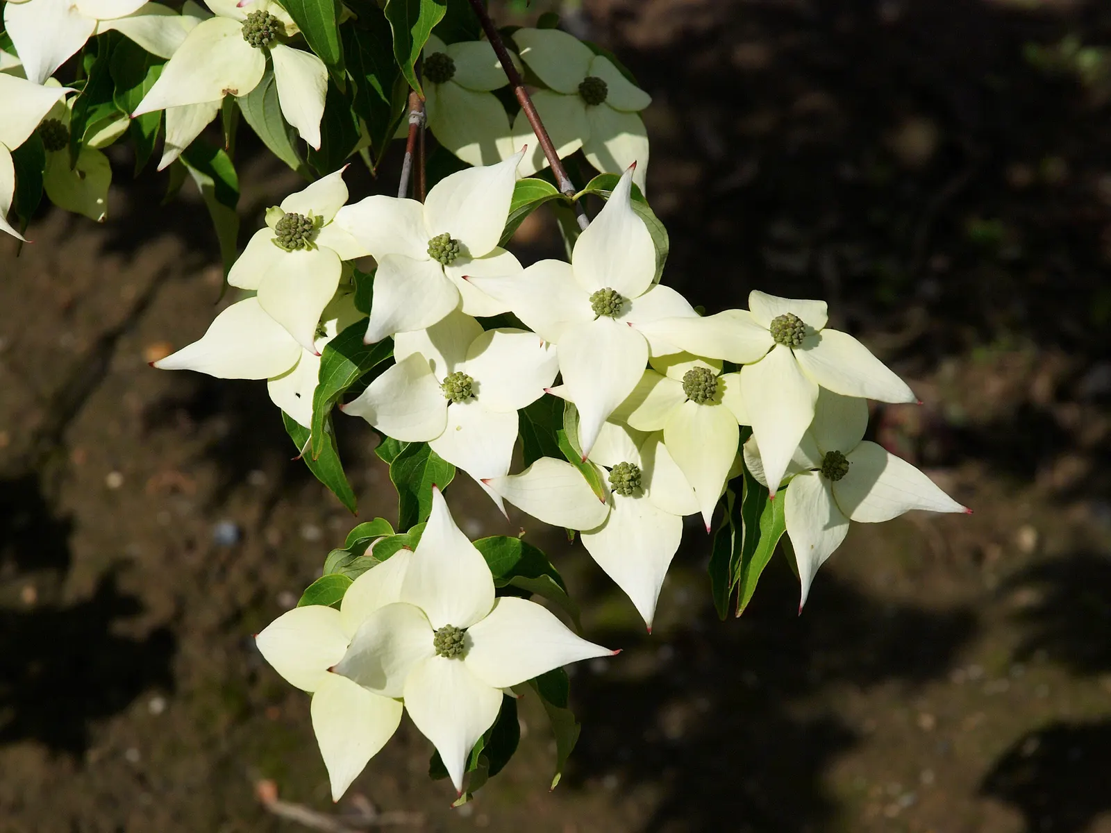 Chinese Dogwood (Cornus Kousa Var. Chinensis) — For an elegant touch of both form and function in your landscape design; from specimen and border, image 124