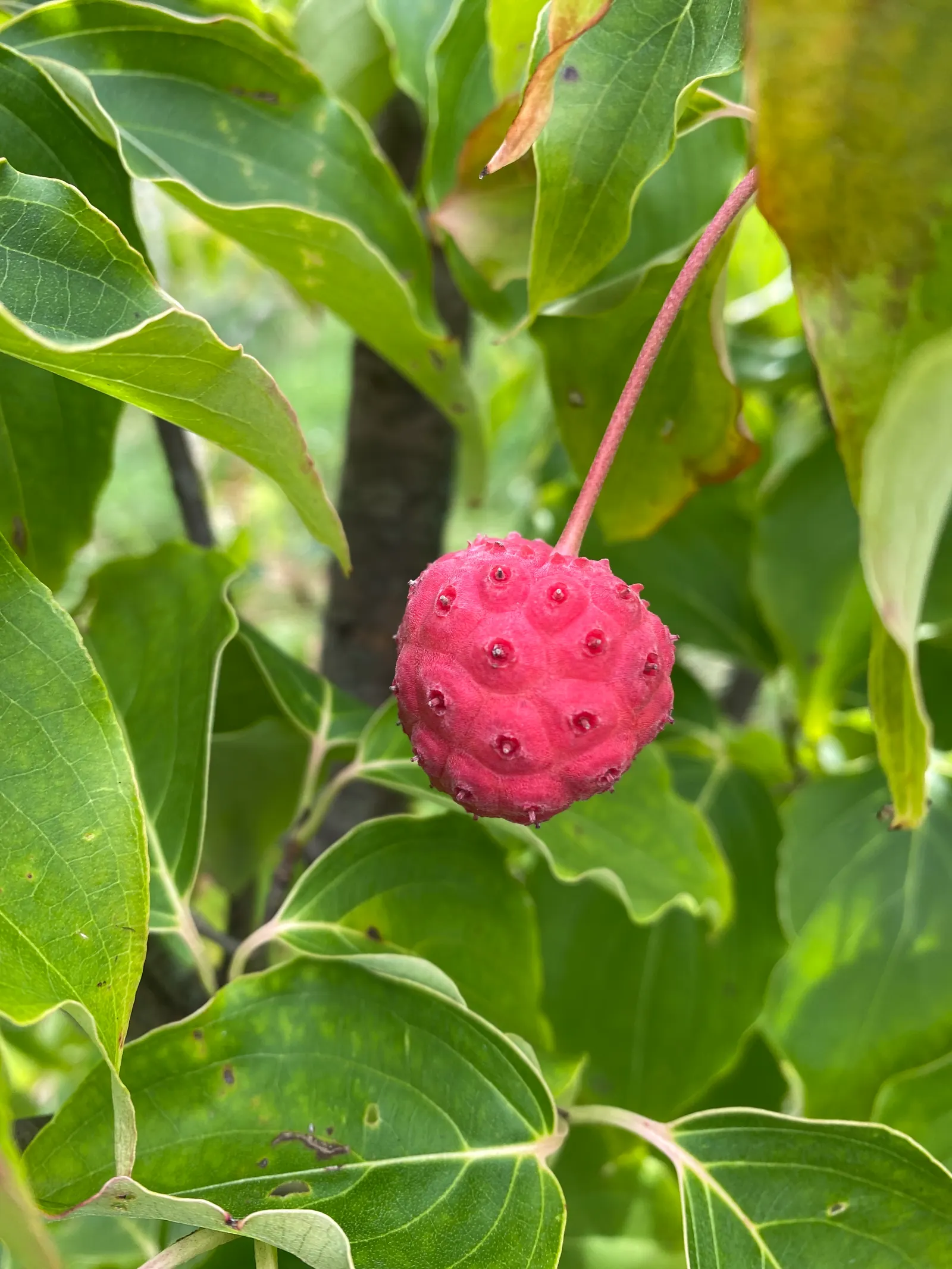 Chinese Dogwood (Cornus Kousa Var. Chinensis) — the Chinese Dogwood will undoubtedly be an exquisite and enduring feature within your client's garden; followed
