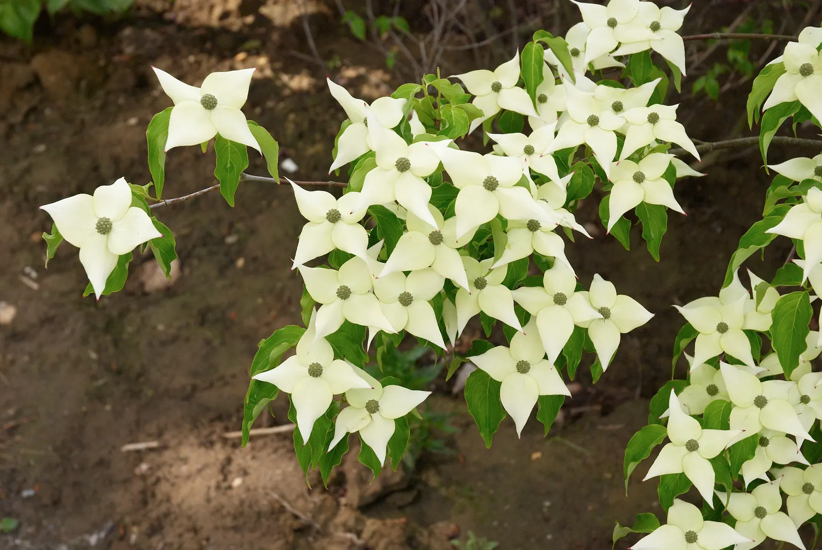 Chinese Dogwood (Cornus Kousa Var. Chinensis) — from specimen and border plantings to wildlife gardens; preferring partial shade to full sun and, image 82
