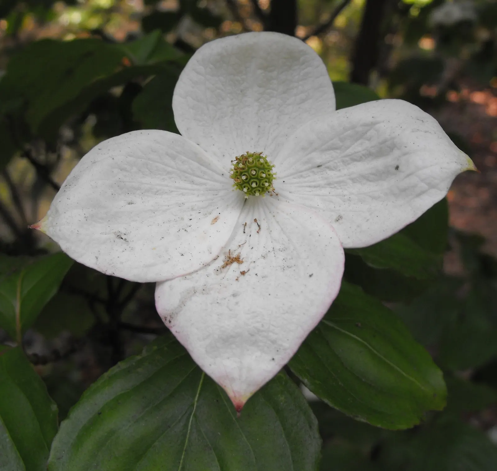 Chinese Dogwood (Cornus Kousa Var. Chinensis) — the foliage transitions into a vivid display of reddish-purple and scarlet hues