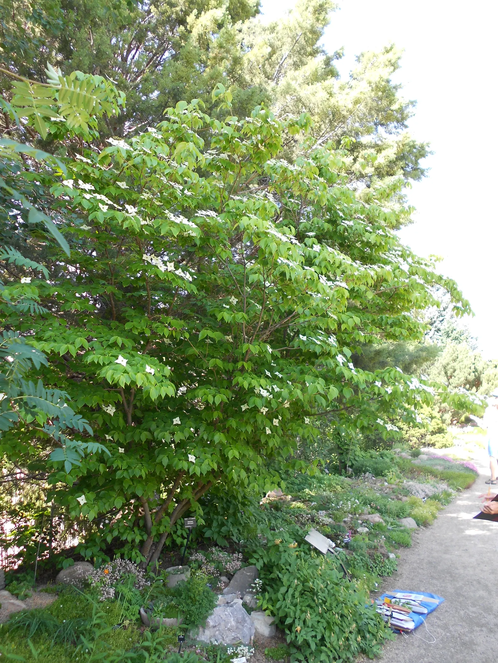 Chinese Dogwood (Cornus Kousa Var. Chinensis) — the Chinese Dogwood will undoubtedly be an exquisite and enduring feature within your client's, image 113