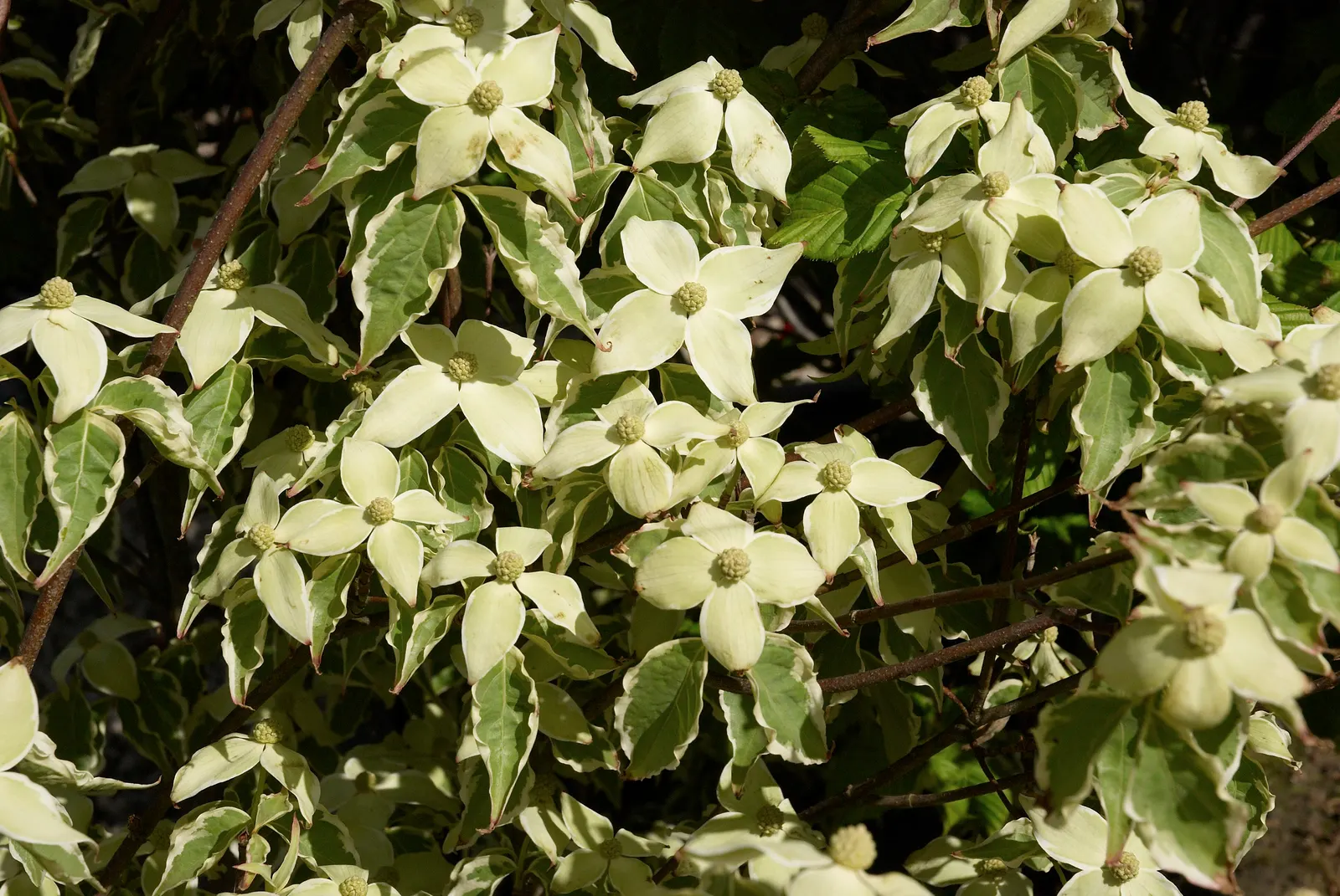 Chinese Dogwood (Cornus Kousa Var. Chinensis) — deciduous tree is celebrated for its multi-seasonal interest; maturing to a subtle shade of pink, image 69
