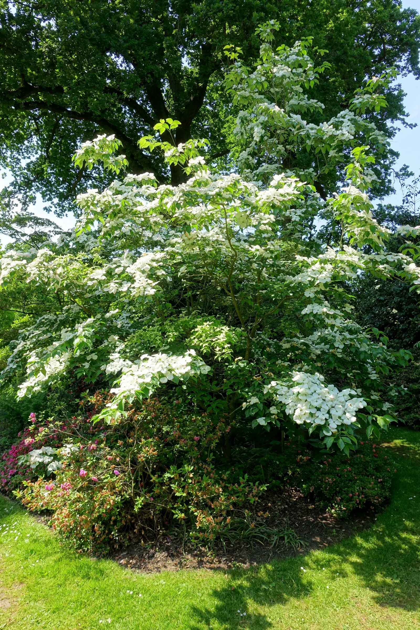 Chinese Dogwood (Cornus Kousa Var. Chinensis) — scientifically known as Cornus kousa var; consider incorporating the Chinese Dogwood, image 68