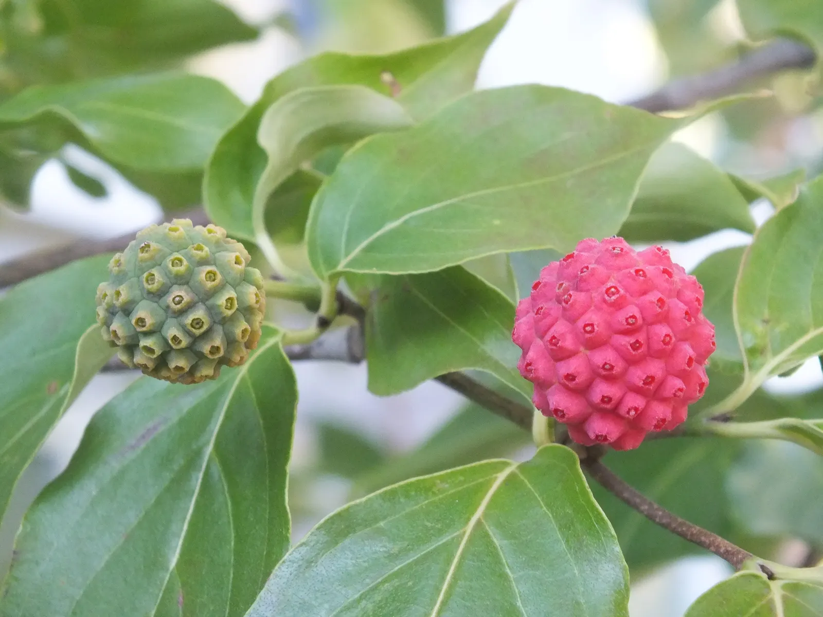 Chinese Dogwood (Cornus Kousa Var. Chinensis) — preferring partial shade to full sun and well-drained soil with consistent moisture