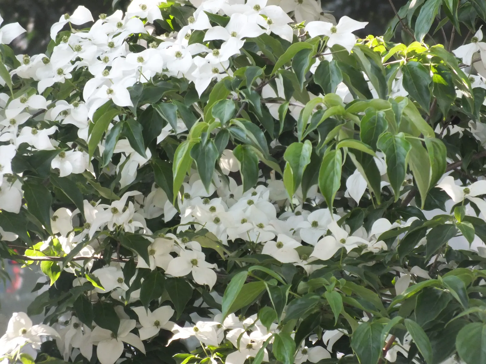 Chinese Dogwood (Cornus Kousa Var. Chinensis) — it features prolific white-to-pink bracts in late spring