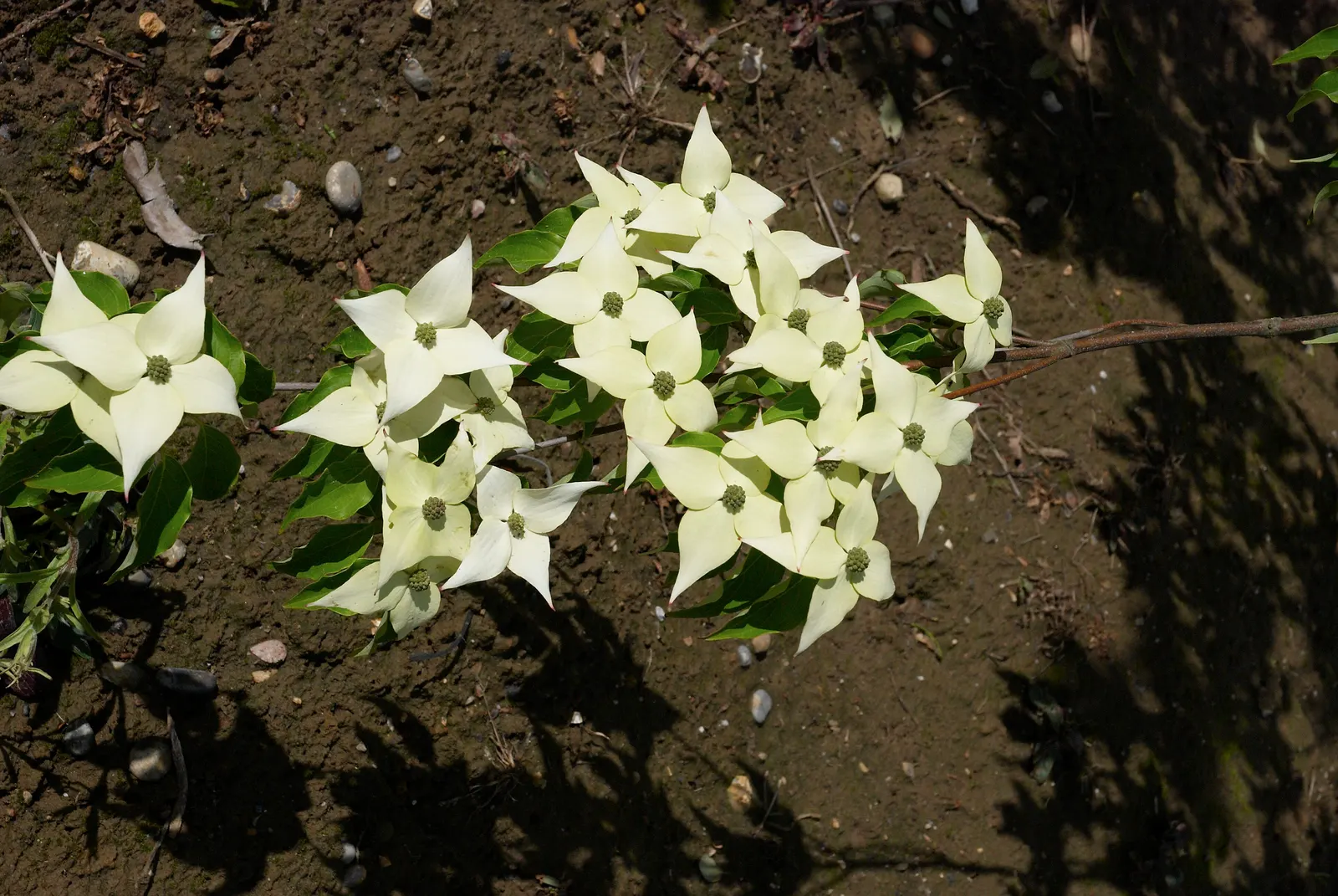 Chinese Dogwood (Cornus Kousa Var. Chinensis) — injecting a striking palette into the landscape as temperatures cool; ideal as a specimen or focal, image 134
