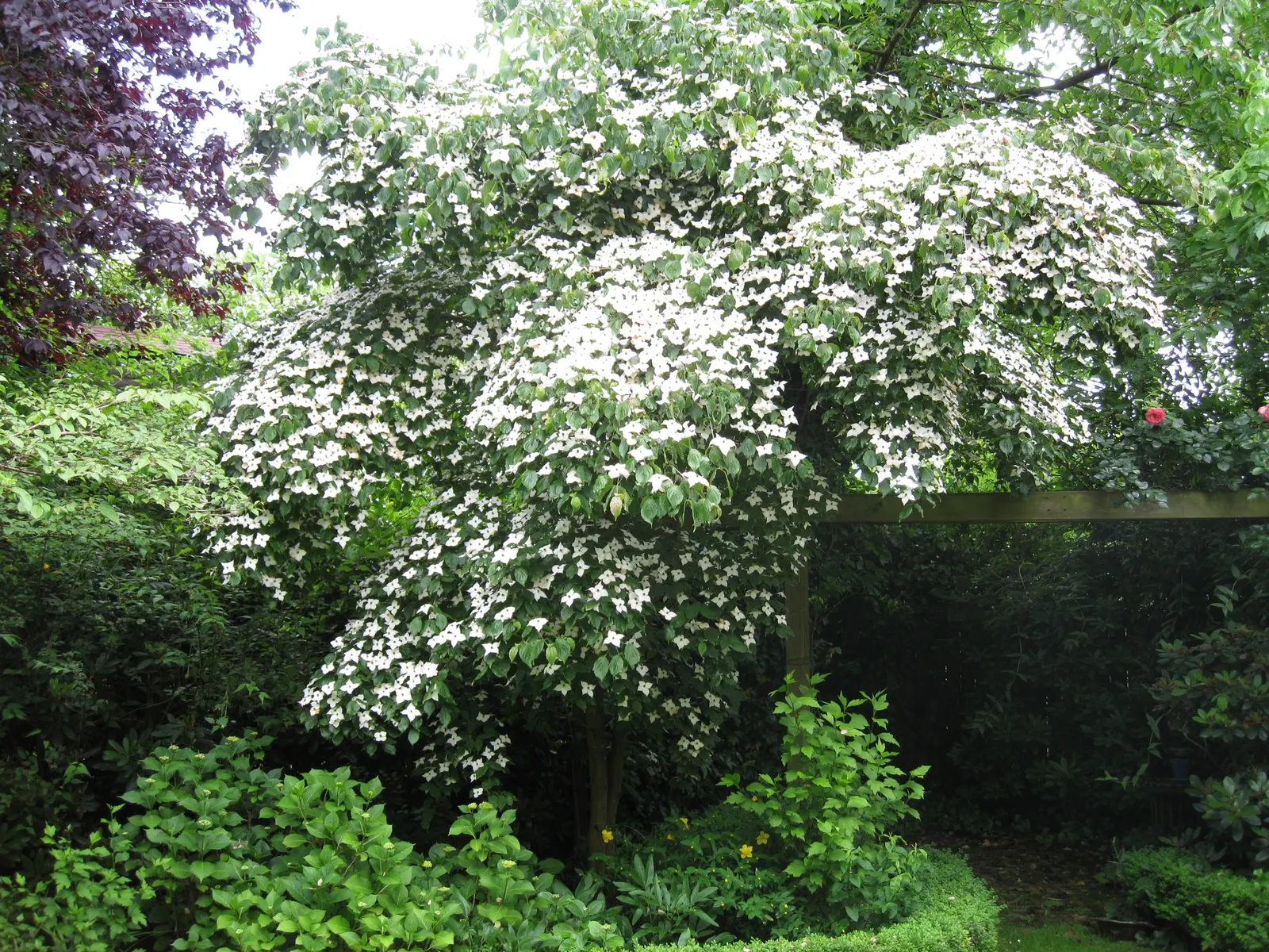 Chinese Dogwood (Cornus Kousa Var. Chinensis) — maturing to a subtle shade of pink; with good resistance to pests and diseases, image 103