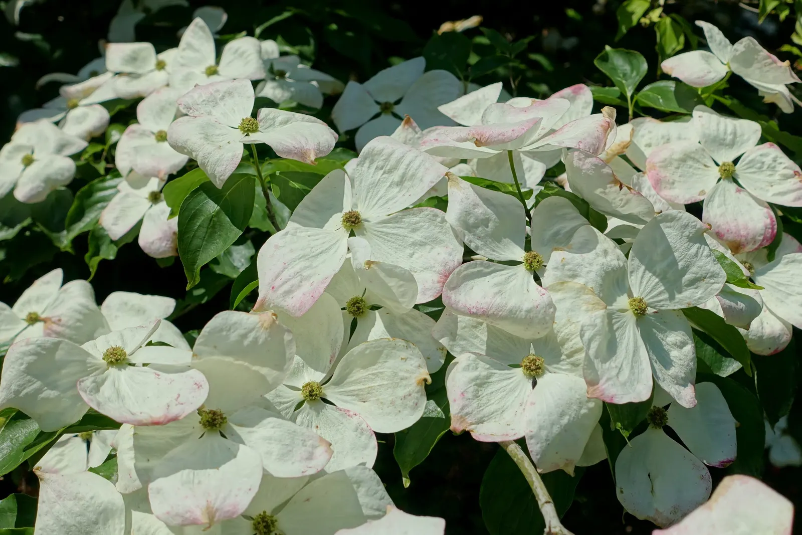 Chinese Dogwood (Cornus Kousa Var. Chinensis) — scientifically known as Cornus kousa var; consider incorporating the Chinese Dogwood