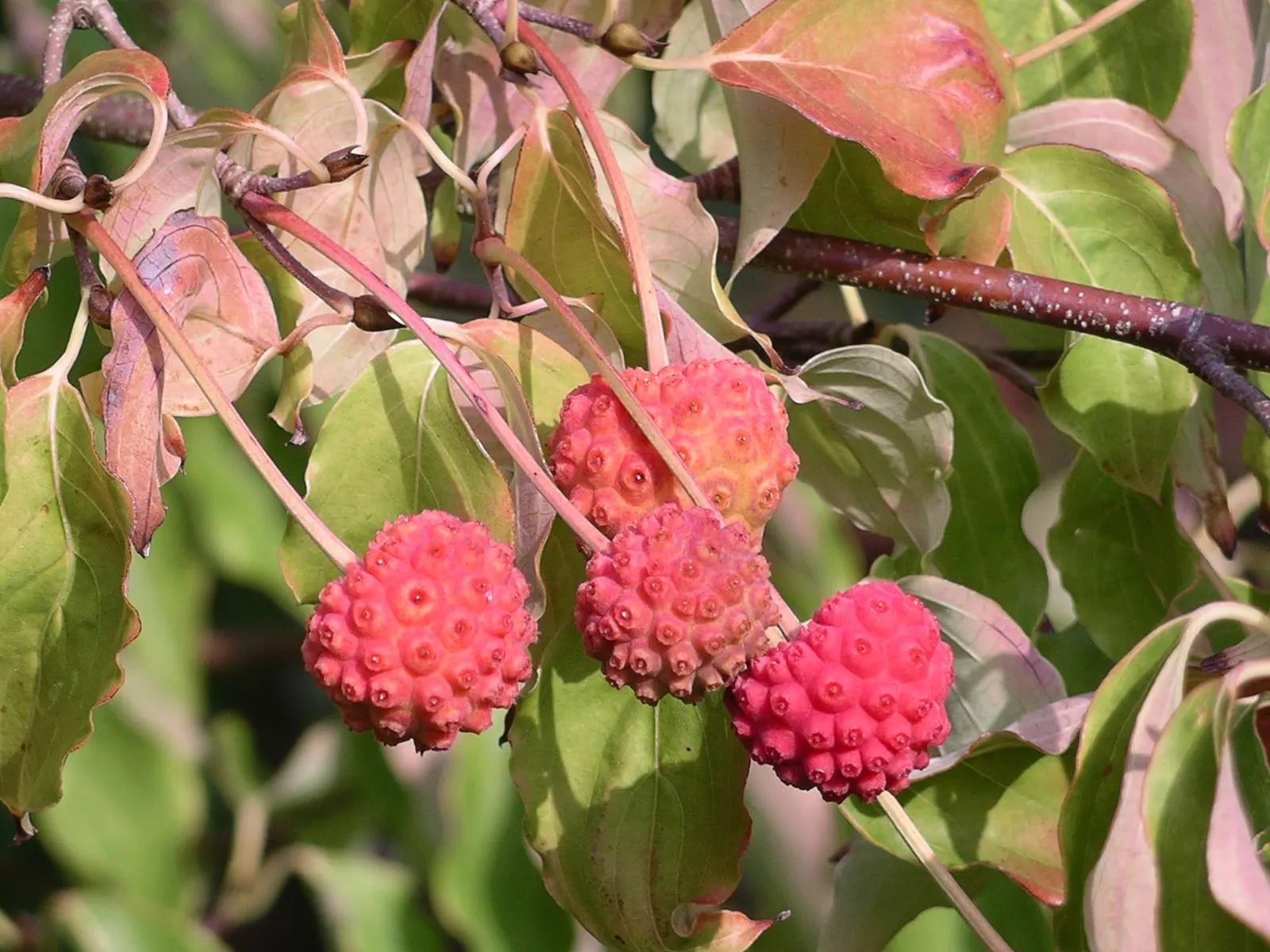 Chinese Dogwood (Cornus Kousa Var. Chinensis) — This tree also bears raspberry-like fruits about 1/2 to 1 inch in diameter; the Chinese Dogwood, image 106