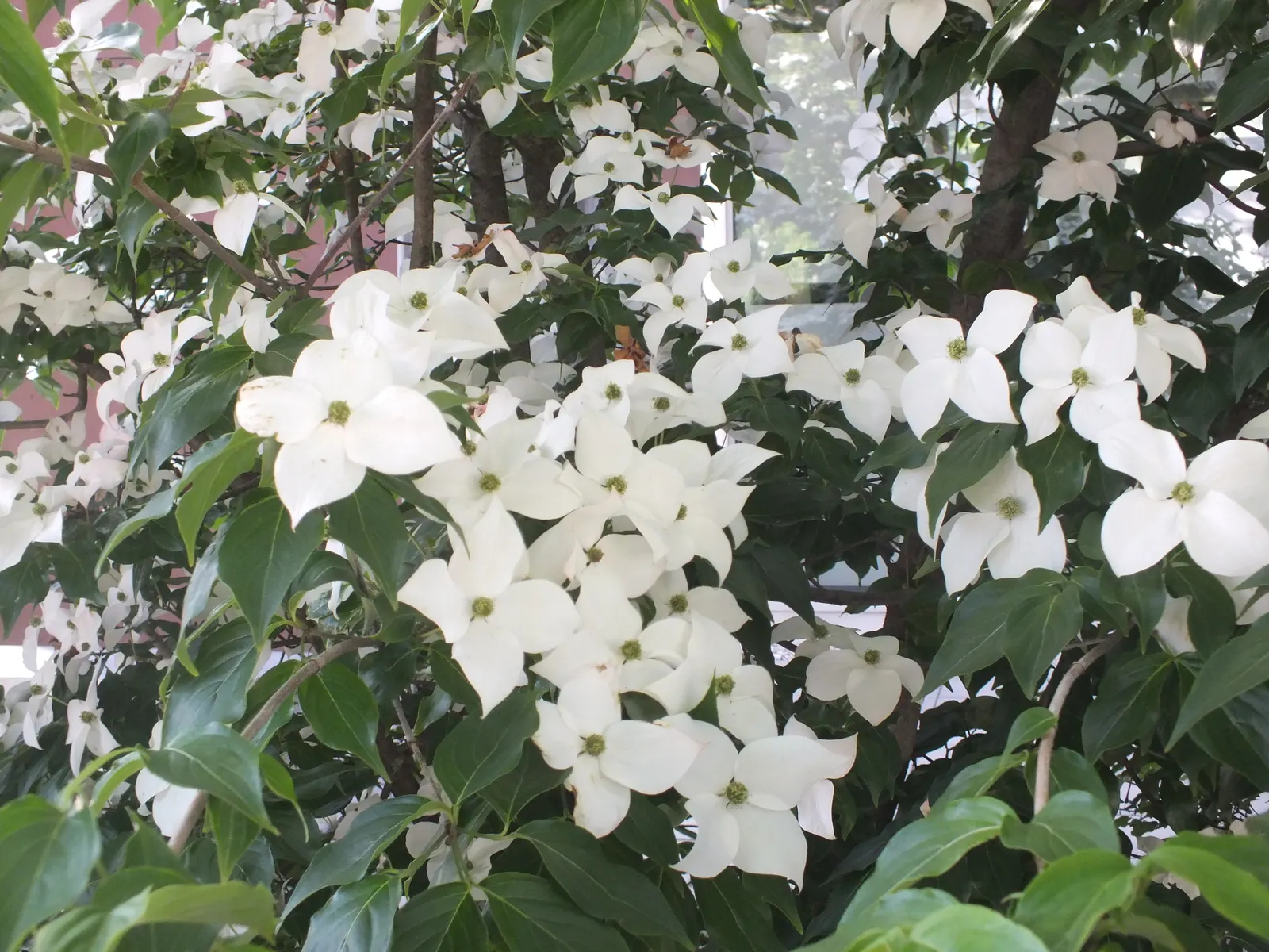 Chinese Dogwood (Cornus Kousa Var. Chinensis) — shrub / tree for full or half