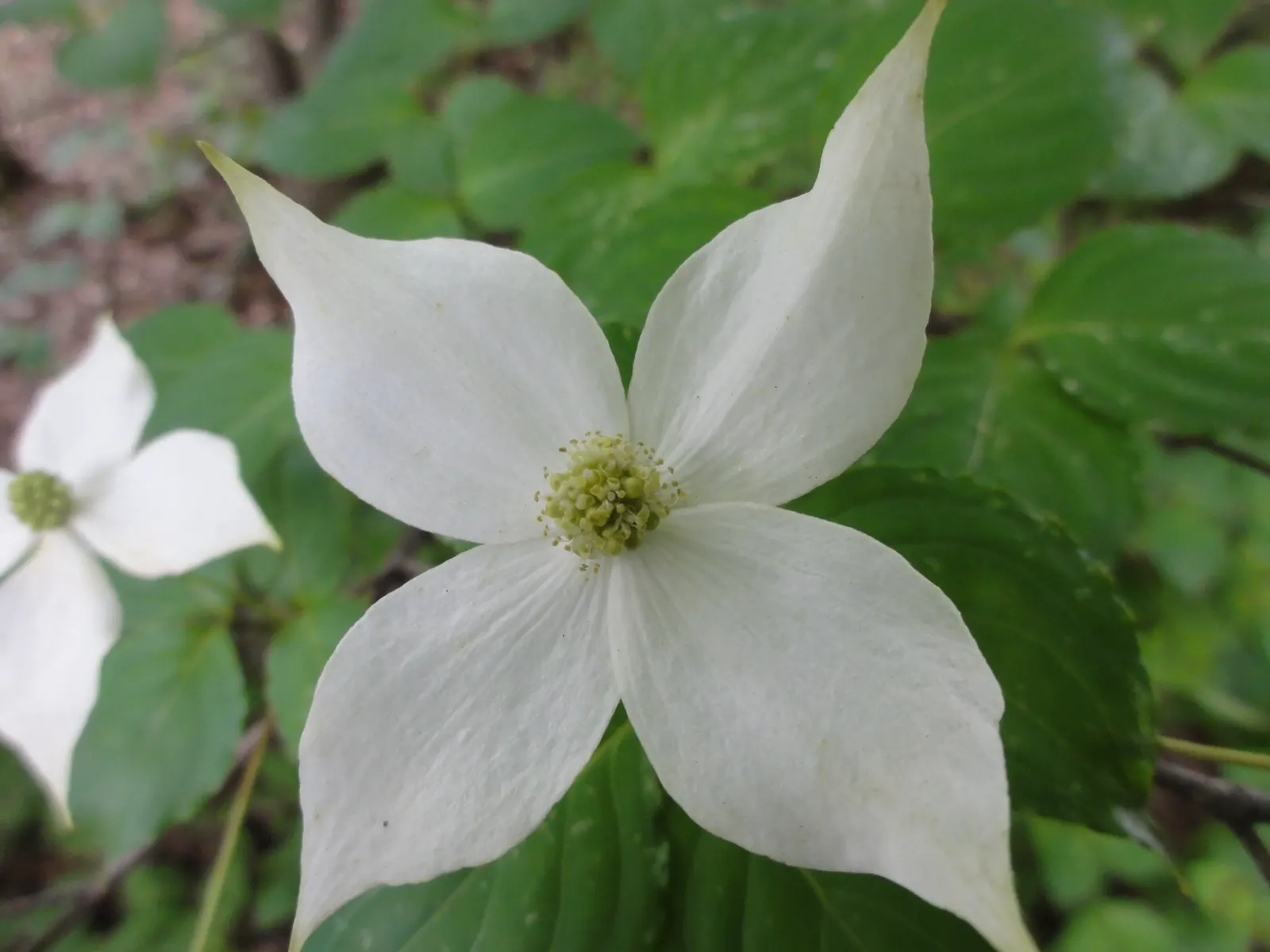 Chinese Dogwood (Cornus Kousa Var. Chinensis) — with good resistance to pests and diseases; it has green foliage that turns to radiant reds and, image 138