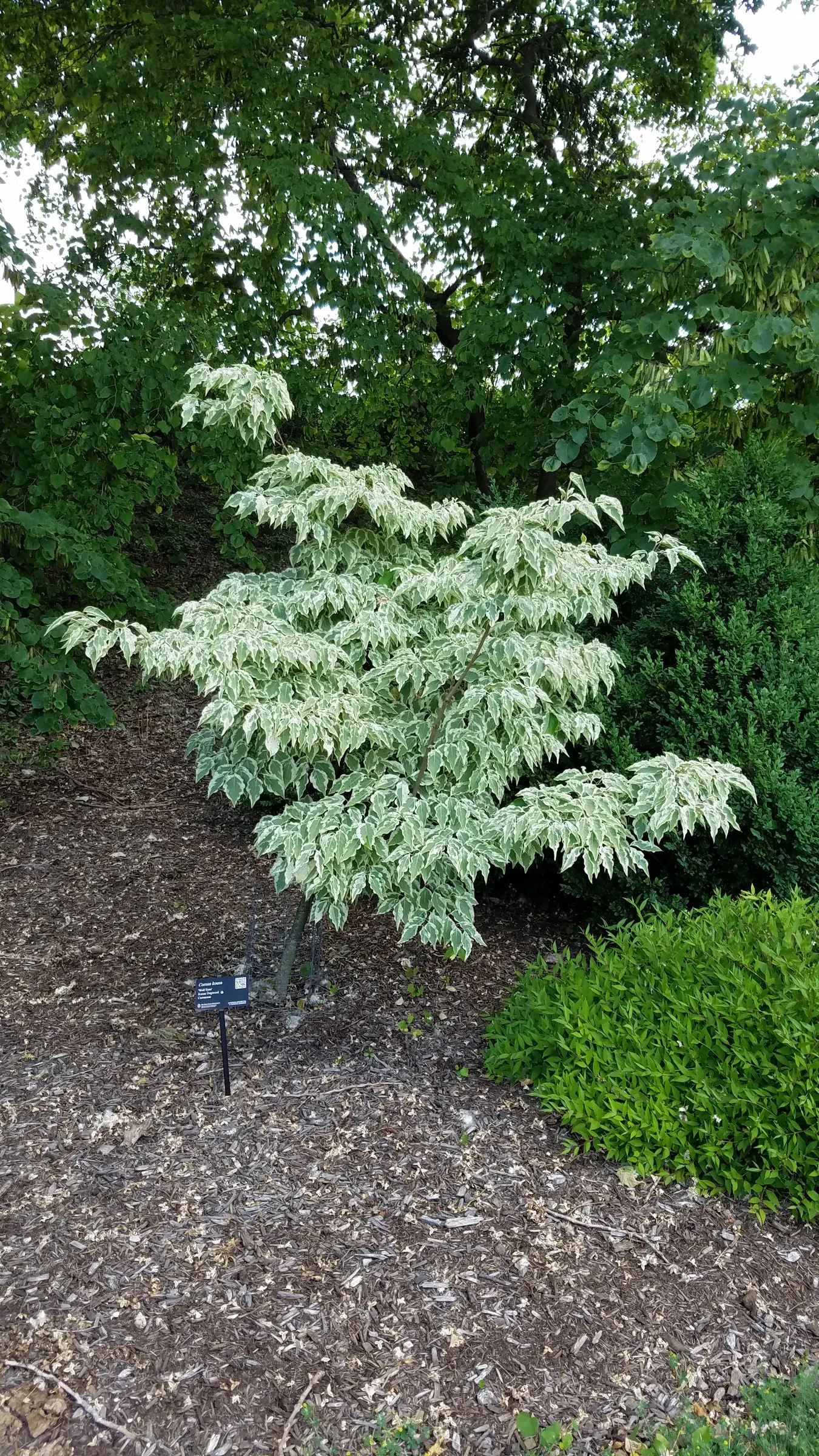 Chinese Dogwood (Cornus Kousa Var. Chinensis) — Known for its layered structure and vase shape; injecting a striking palette into the landscape as, image 90