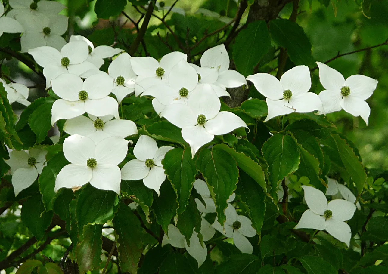 Chinese Dogwood (Cornus Kousa Var. Chinensis) — particularly to Dogwood anthracose; showcasing a pleasing rounded to vase-shaped canopy.<br><br>In late spring
