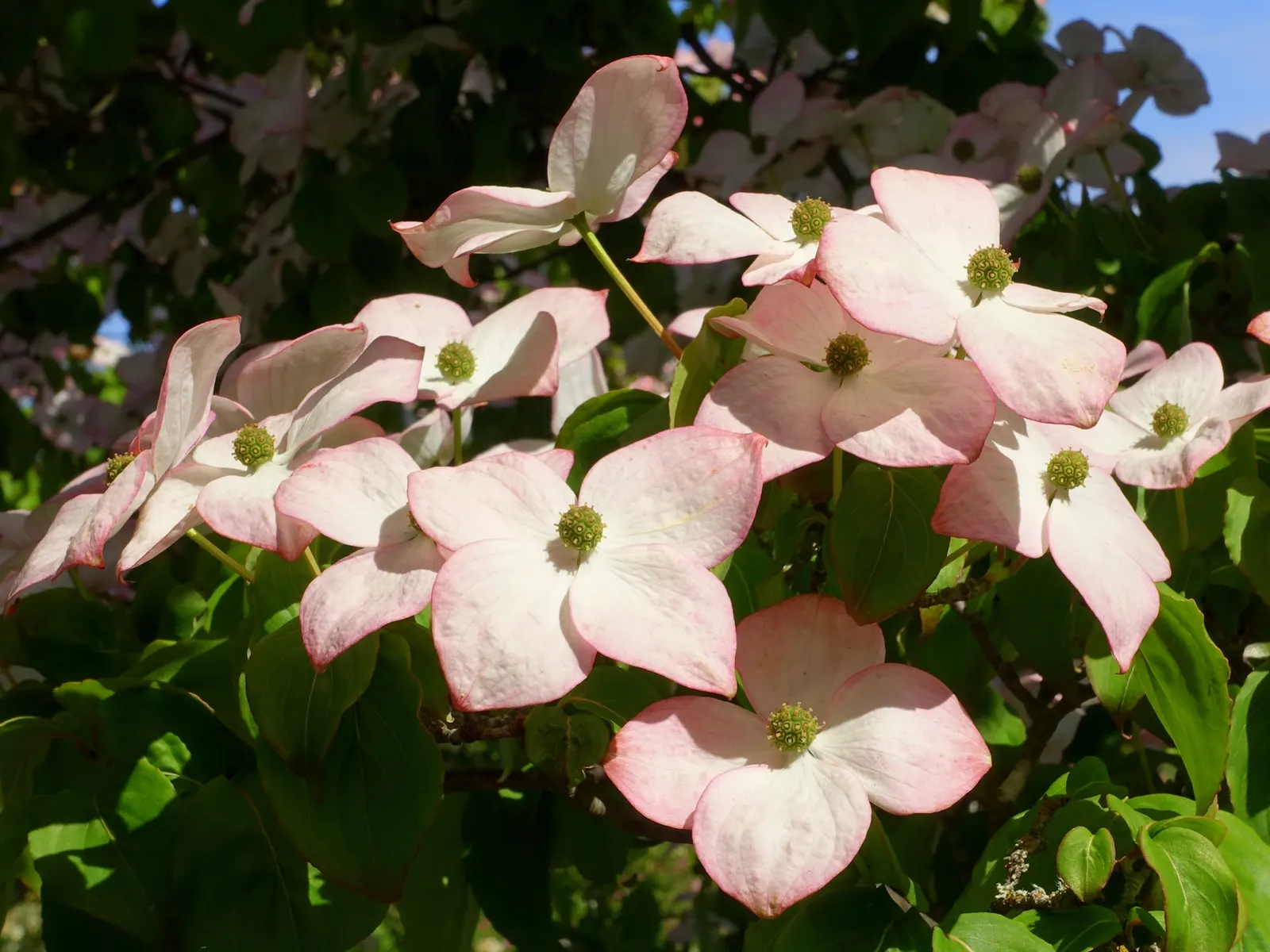 Chinese Dogwood (Cornus Kousa Var. Chinensis) — This tree also bears raspberry-like fruits about 1/2 to 1 inch in diameter
