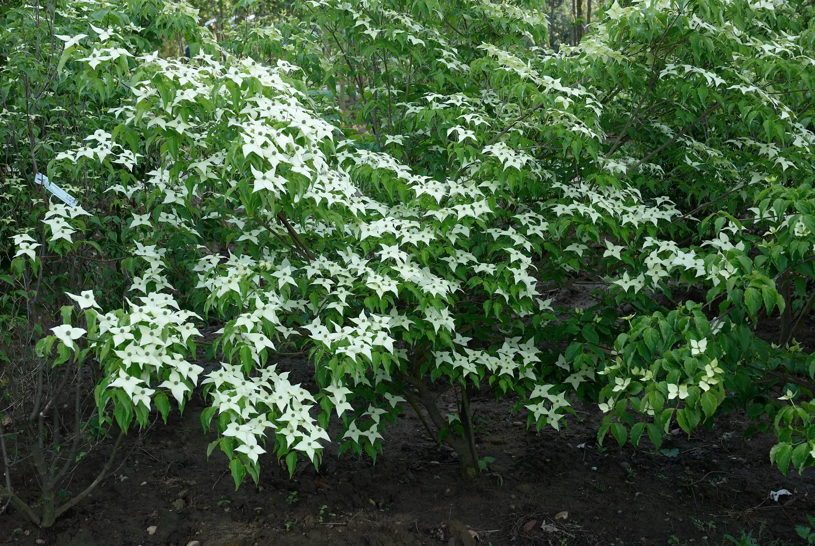 Chinese Dogwood (Cornus Kousa Var. Chinensis) — shrub / tree with white blooms