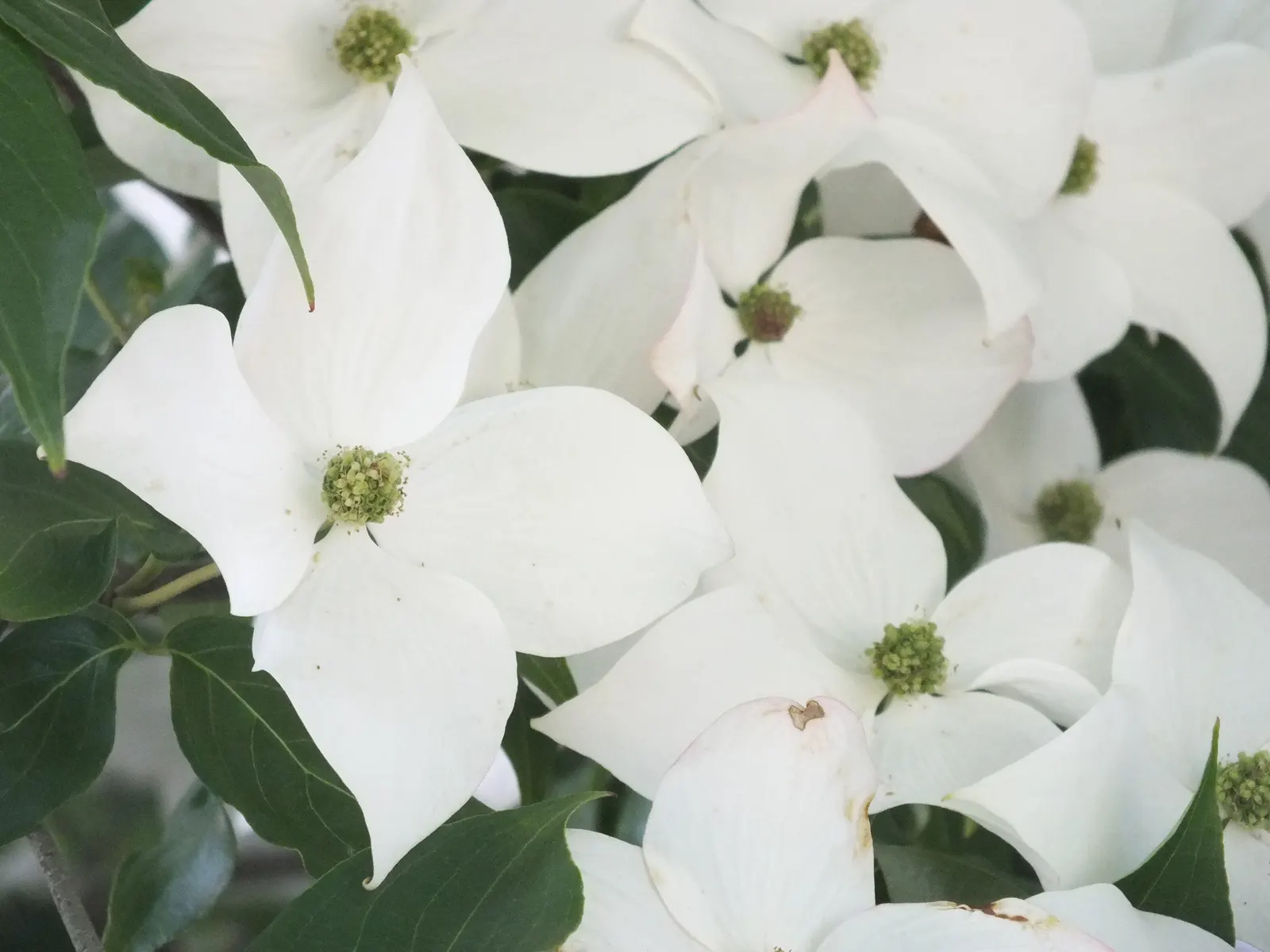 Chinese Dogwood (Cornus Kousa Var. Chinensis) — injecting a striking palette into the landscape as temperatures cool