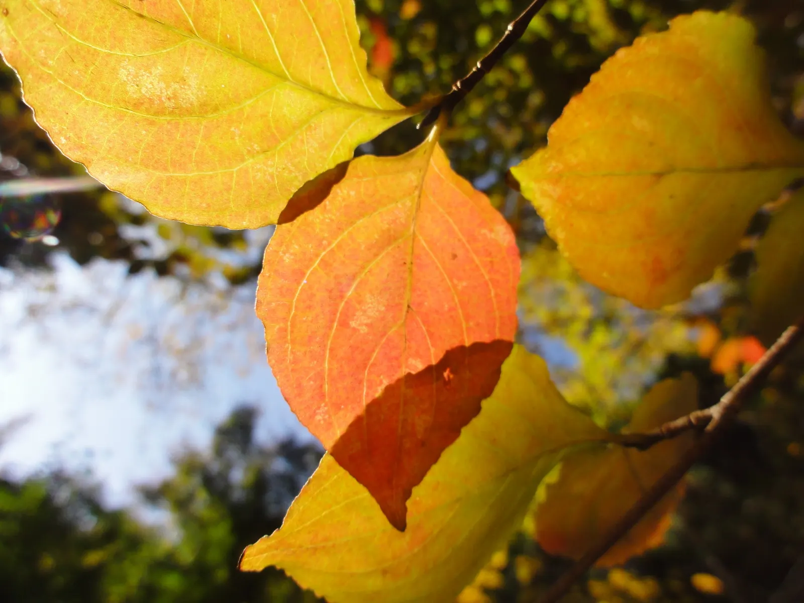 Chinese Dogwood (Cornus Kousa Var. Chinensis) — particularly to Dogwood anthracose; showcasing a pleasing rounded to vase-shaped canopy.<br><br>In, image 81