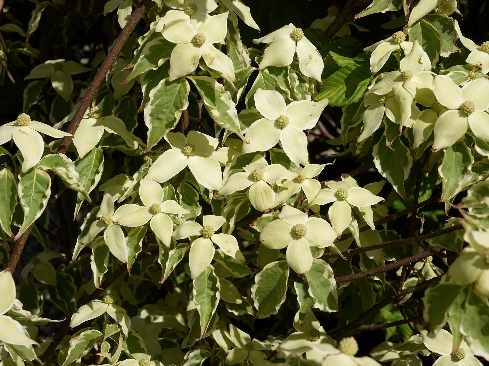 Chinese Dogwood (Cornus Kousa Var. Chinensis) — chinensis) is a graceful, small deciduous tree reaching up to 20-30 feet at maturity; deciduous, image 118