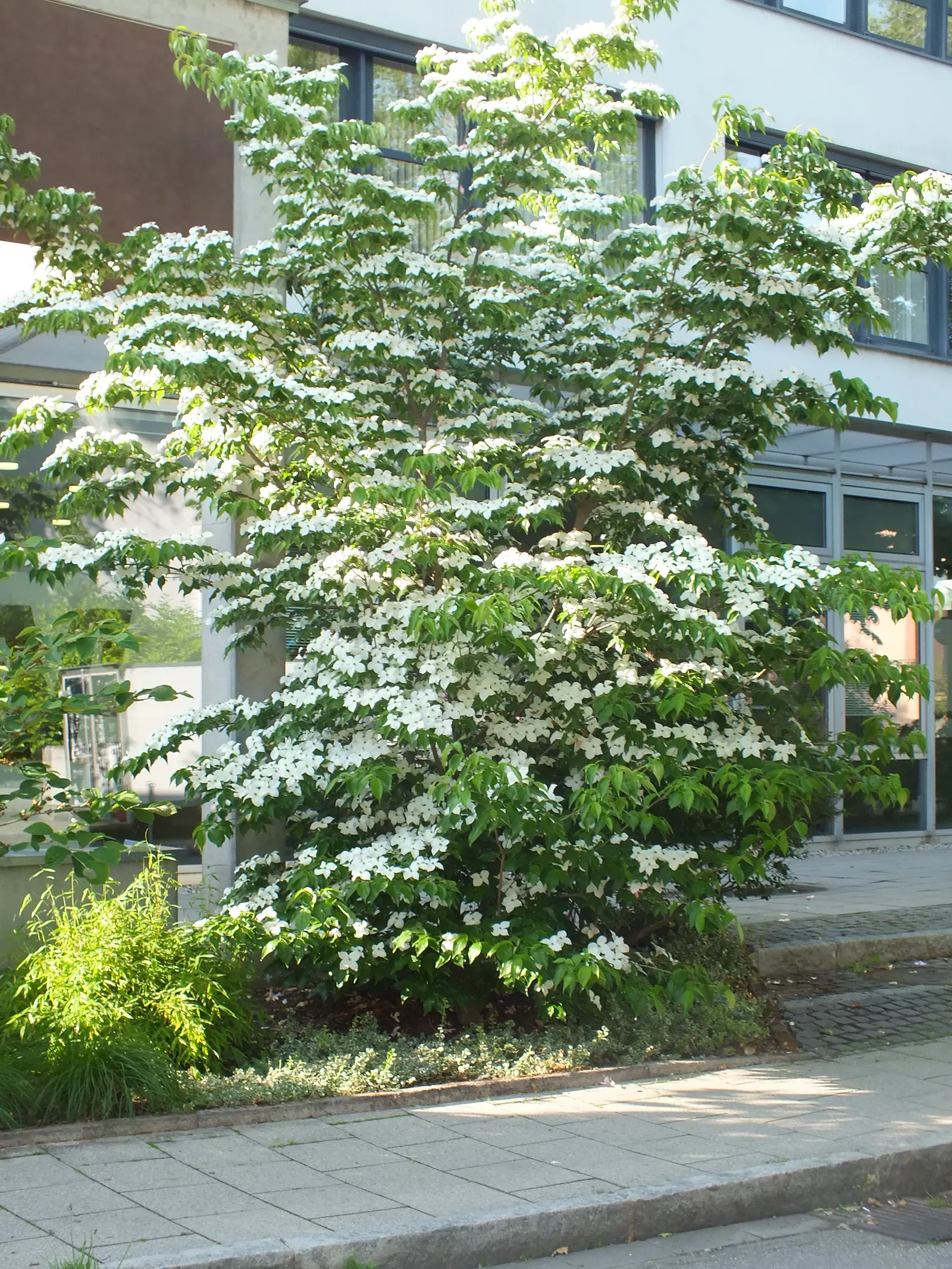 Chinese Dogwood (Cornus Kousa Var. Chinensis) — shrub / tree with white blooms; this tree also bears raspberry-like fruits about 1/2 to 1 inch in diameter