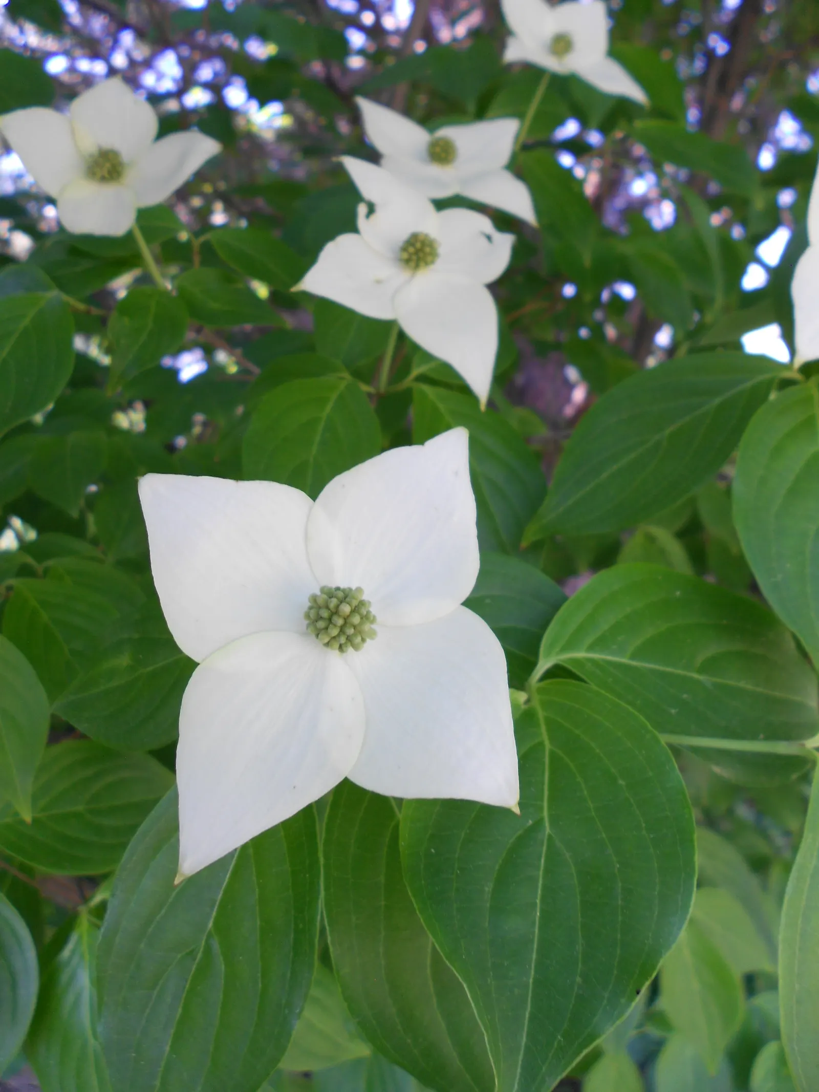 Chinese Dogwood (Cornus Kousa Var. Chinensis) — shrub / tree with white blooms; this tree also bears raspberry-like fruits about 1/2 to 1 inch in, image 115