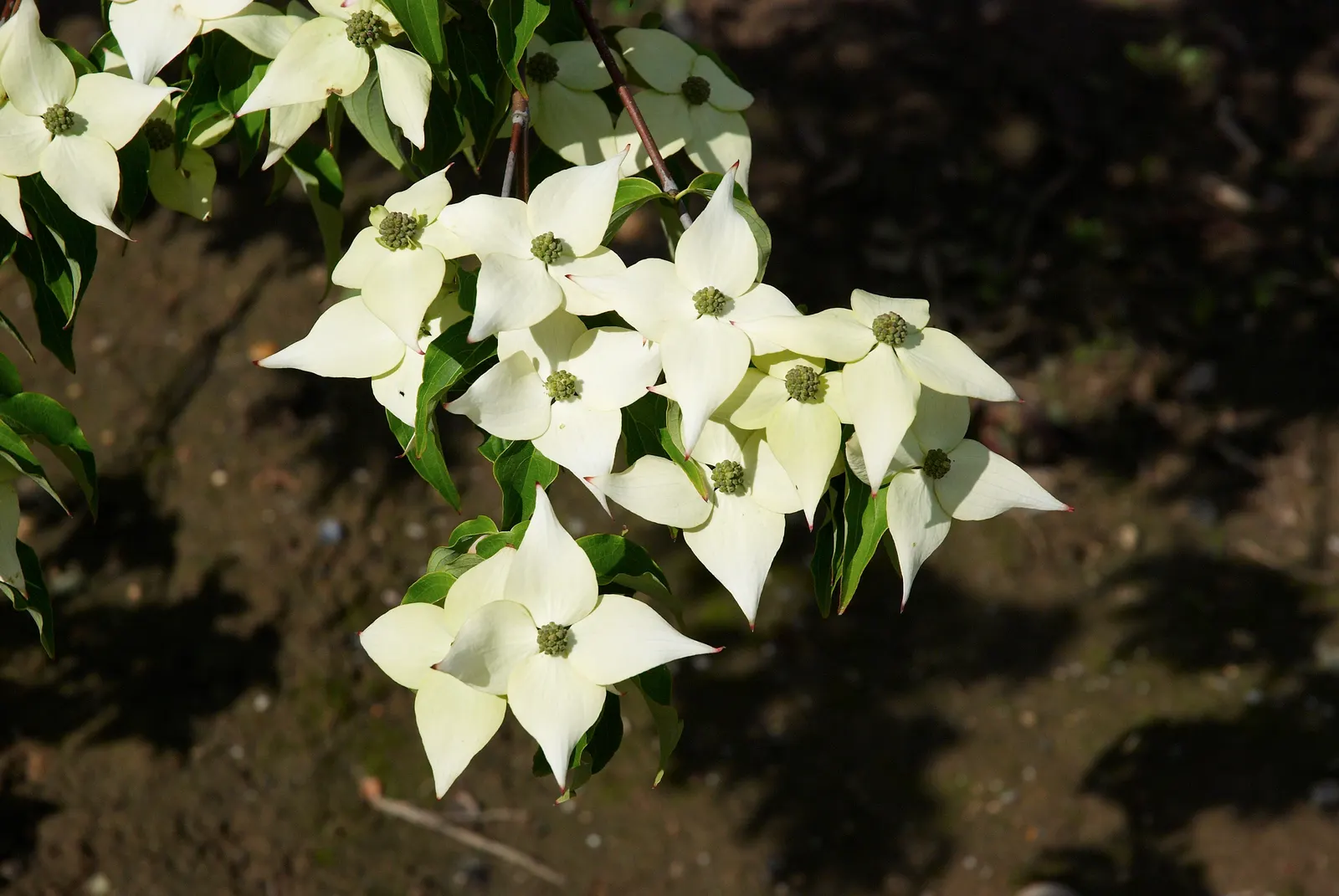 Chinese Dogwood (Cornus Kousa Var. Chinensis) — followed by raspberry-like fruits
