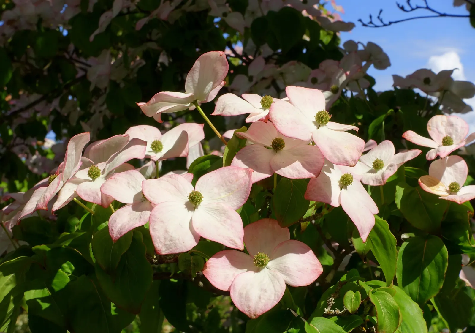 Chinese Dogwood (Cornus Kousa Var. Chinensis) — It has green foliage that turns to radiant reds and purples in fall; scientifically known as Cornus kousa var