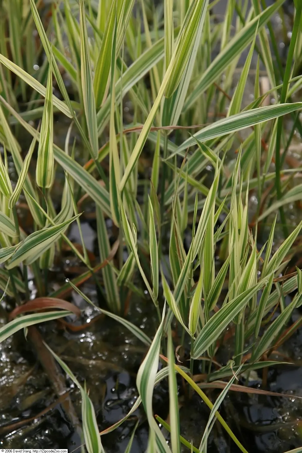 Reed Canary Grass (Phalaris Arundinacea Picta) — Standing at an impressive 5 to 6 feet tall with a spread of 2 to 3 feet