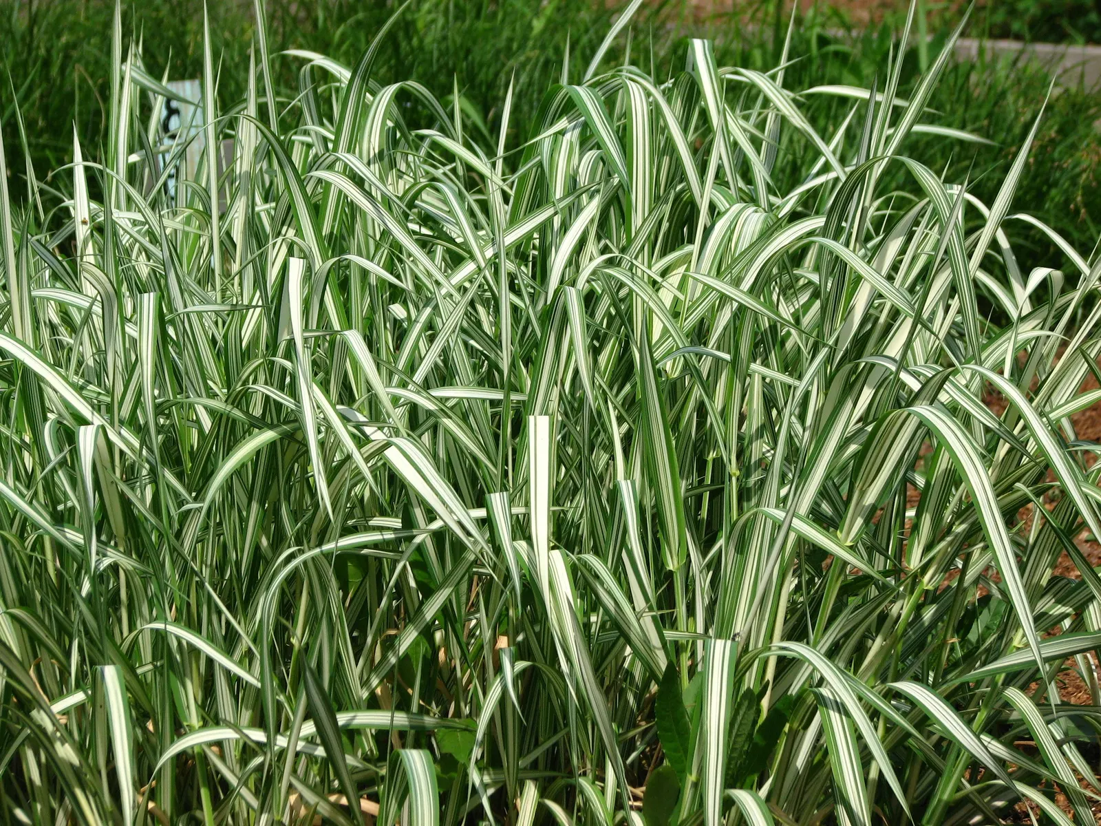 Reed Canary Grass (Phalaris Arundinacea Picta) — It thrives in moist conditions and full to partial sun