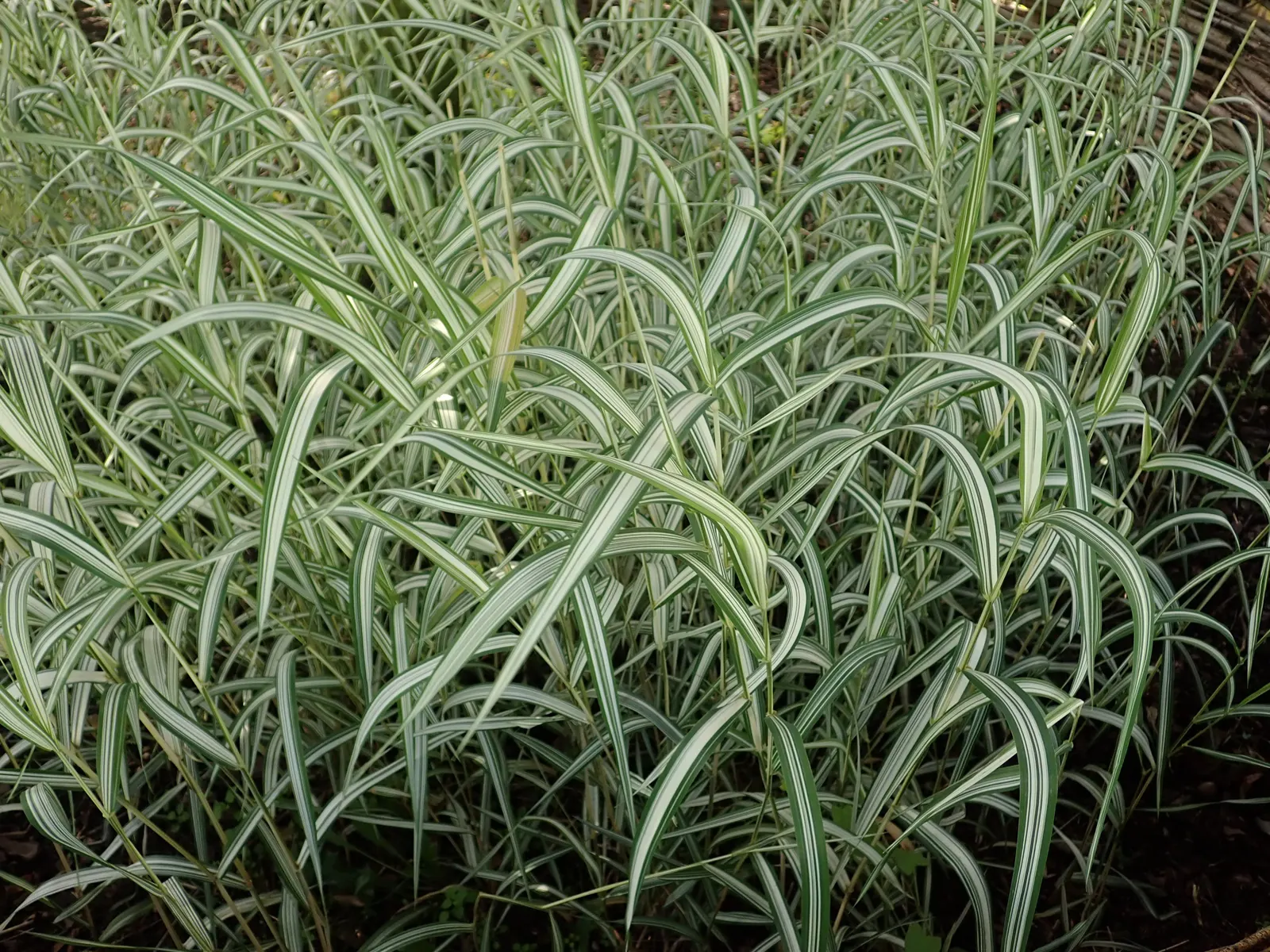 Reed Canary Grass (Phalaris Arundinacea Picta) — Zone hardy 4-9, it requires regular monitoring to control its invasive potential