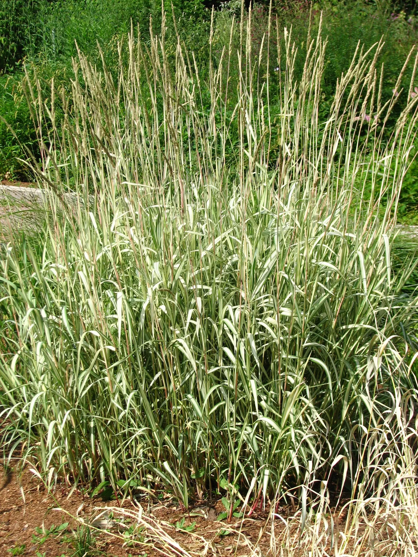 Reed Canary Grass (Phalaris Arundinacea Picta) — perennial grass with ribbon-like leaves streaked in green and white