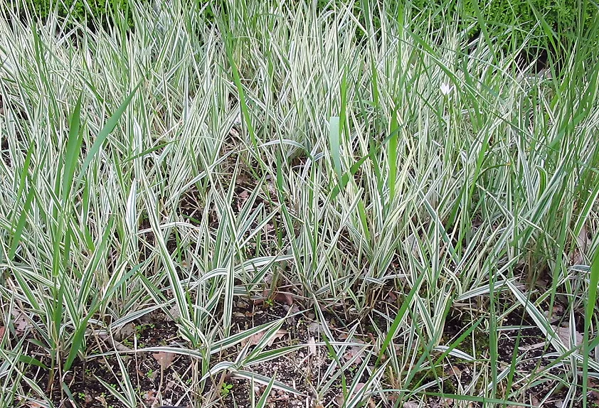 Reed Canary Grass (Phalaris Arundinacea Picta) — this grass makes a strong vertical statement