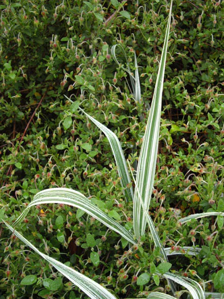 Reed Canary Grass (Phalaris Arundinacea Picta) — Its spreading habit makes it ideal for filling spaces or creating borders