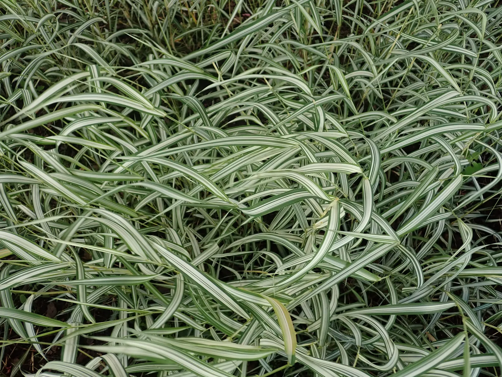 Reed Canary Grass (Phalaris Arundinacea Picta) — Reed Canary Grass (Phalaris arundinacea 'Picta')