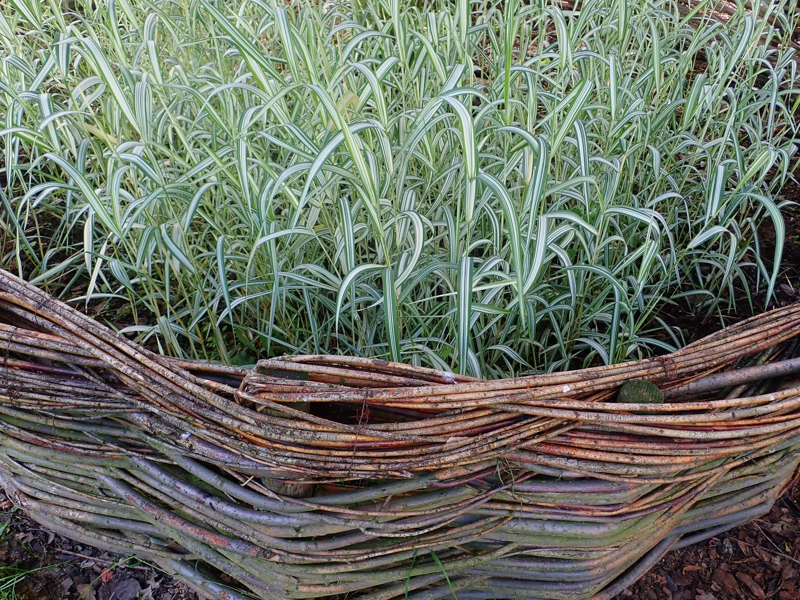 Reed Canary Grass (Phalaris Arundinacea Picta) — variegated appearance to ornamental gardens