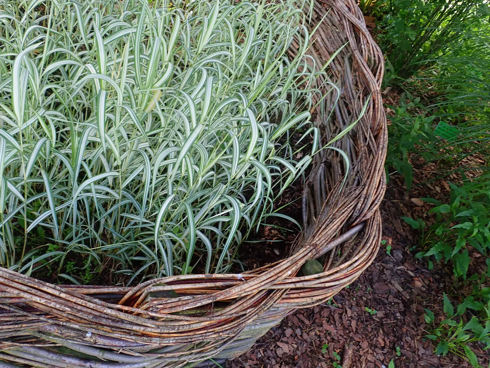 Reed Canary Grass (Phalaris Arundinacea Picta) — For interest, feathery flower heads emerge in summer
