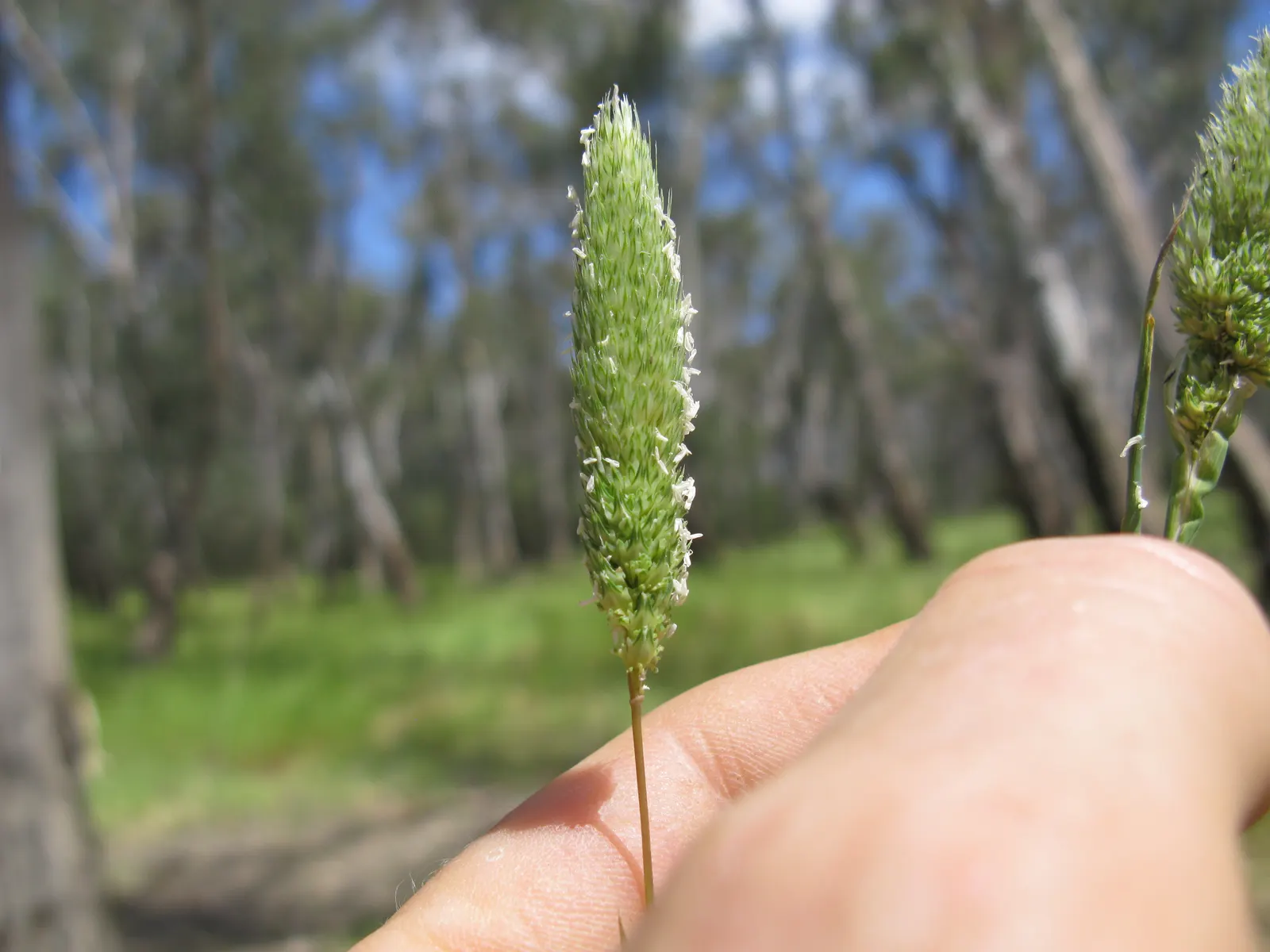 Reed Canary Grass (Phalaris Arundinacea Picta) — reaching up to 2-3 feet in height