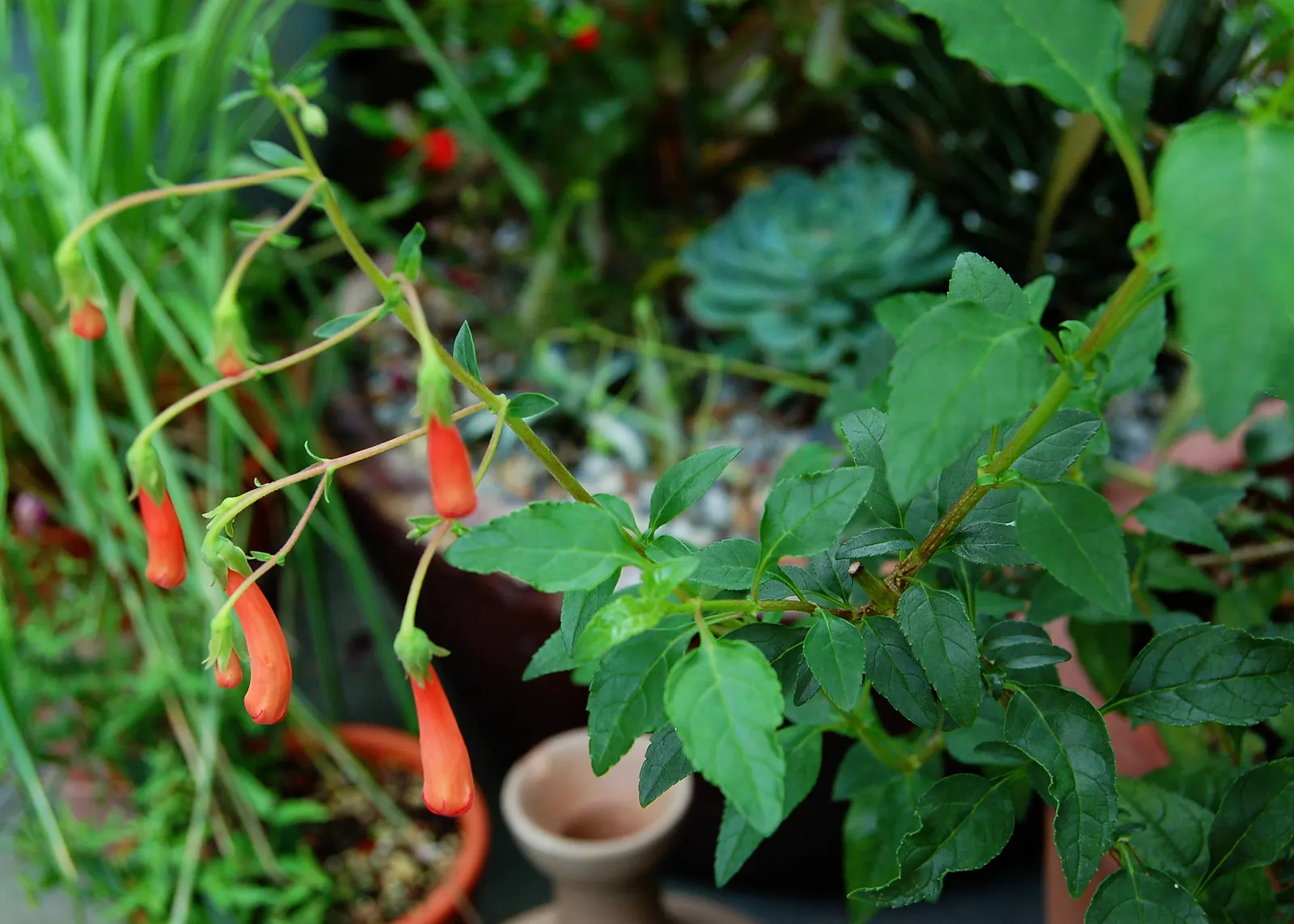 Cape Fuchsia, Cape Figwort (Phygelius 'Salmon Leap') — commonly known as Cape Fuchsia or Cape Figwort