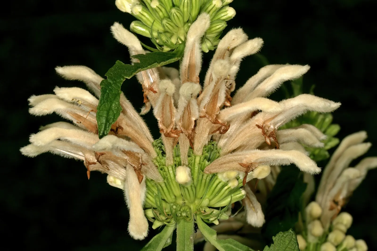 Lion's Tail (Leonotis Leonurus) — as it is drought-tolerant once established and enjoys well-drained soil conditions; though occasional deadheading, image 62