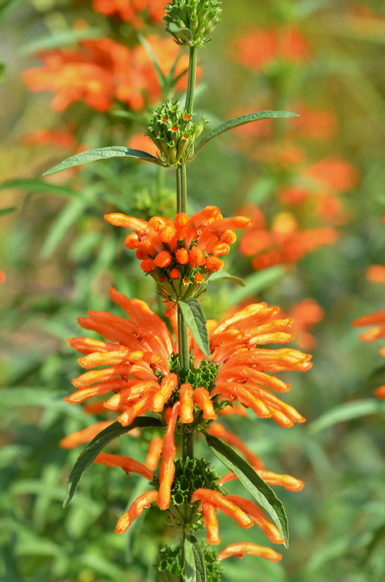 Lion's Tail (Leonotis Leonurus) — this plant provides a textural backdrop for other garden flora; it is well-suited to xeriscaping