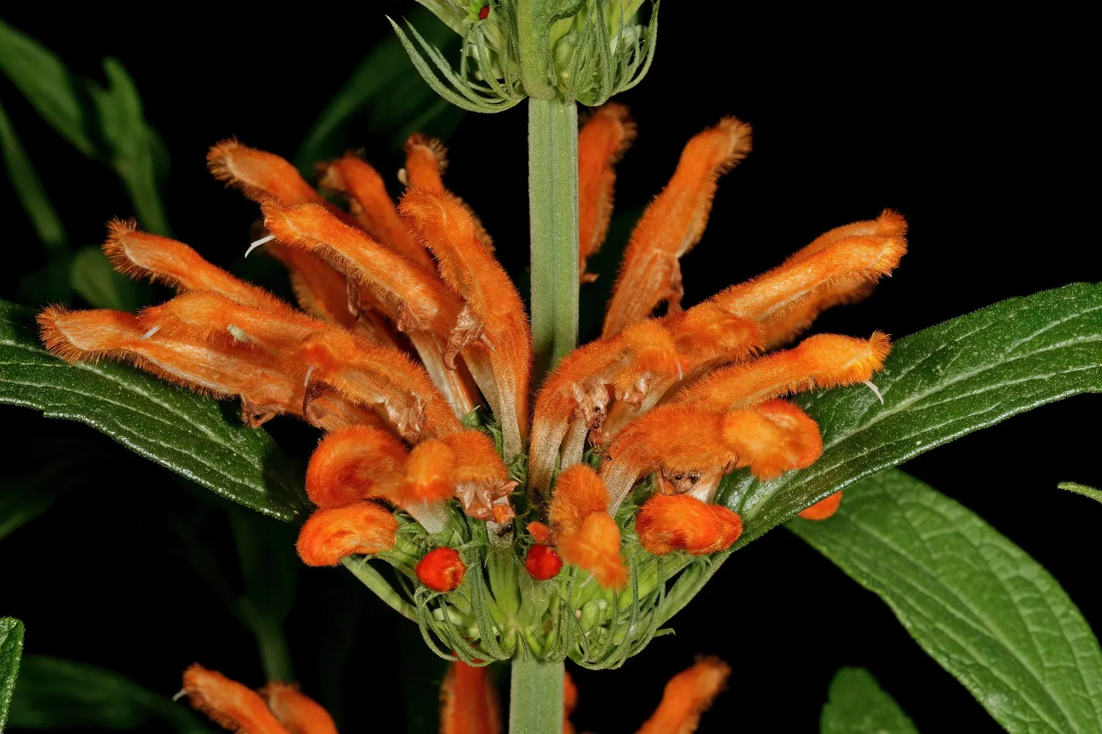 Lion's Tail (Leonotis Leonurus) — this plant provides a textural backdrop for other garden flora; it is well-suited to xeriscaping, image 65