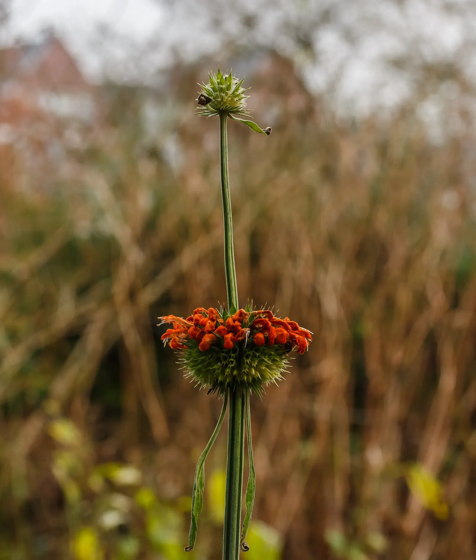 Lion's Tail (Leonotis Leonurus) — enhancing any water-wise garden design