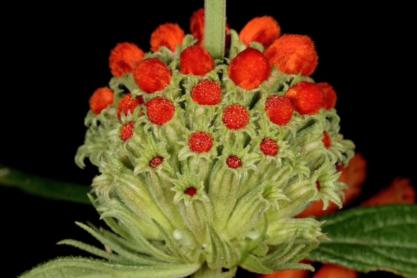 Lion's Tail (Leonotis Leonurus) — captivates with bright orange