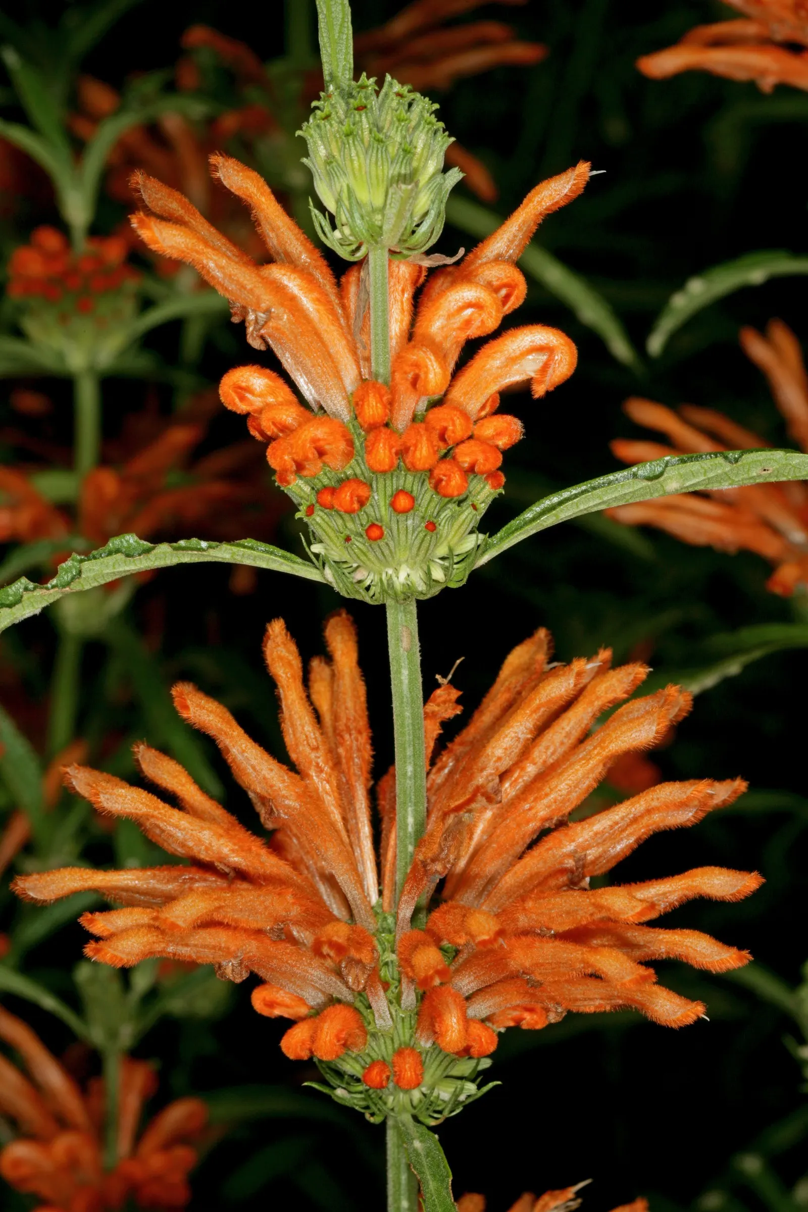 Lion's Tail (Leonotis Leonurus) — as it is drought-tolerant once established and enjoys well-drained soil conditions; though occasional deadheading can promote