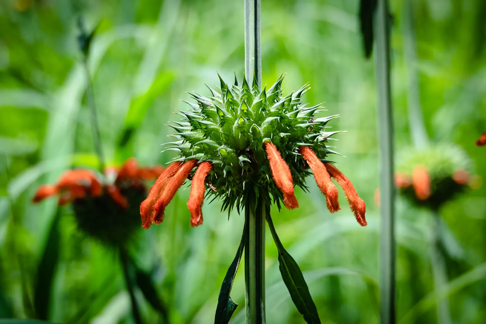 Lion's Tail (Leonotis Leonurus) — Its eye-catching flowers bloom in summer to fall, while its whorled leaf arrangement adds lush texture; globe-shaped blossoms