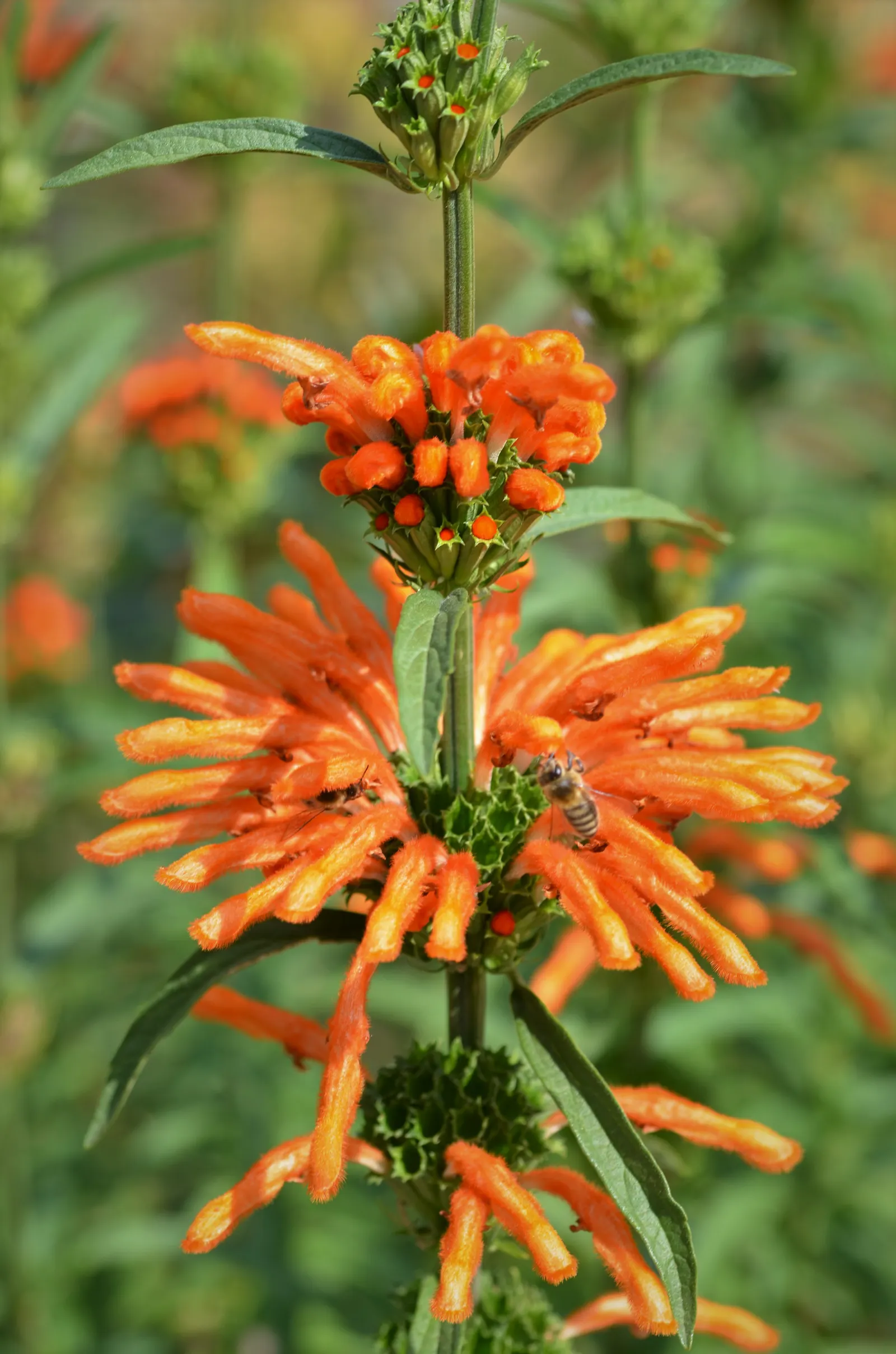 Lion's Tail (Leonotis Leonurus) — globe-shaped blossoms atop tall; this plant has an erect and branching habit, image 48